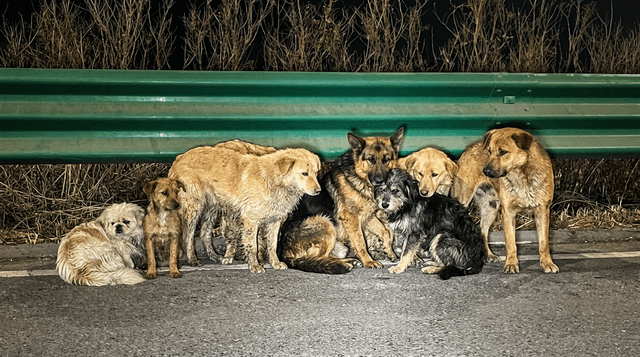 Inspired by a True Story - Journey Home (Highway Night) style portrait